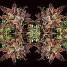 d2ea235b14d878f13e8c3159750a41c5.gif